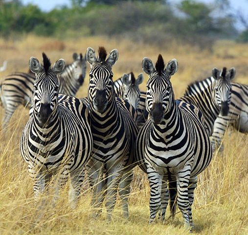 Image:Zebra Botswana edit02.jpg