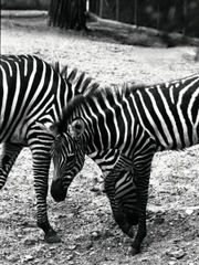 Mother and foal at Dallas Zoo