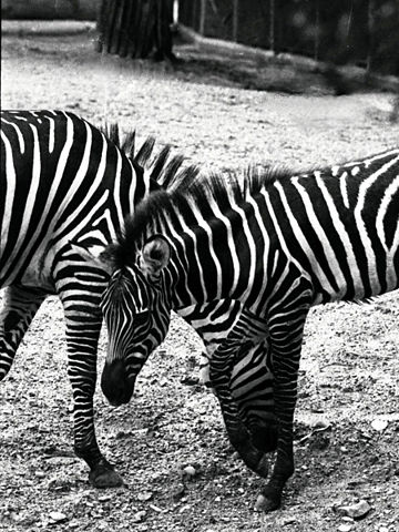 Image:Zebra Dallas Zoo 1974.jpg