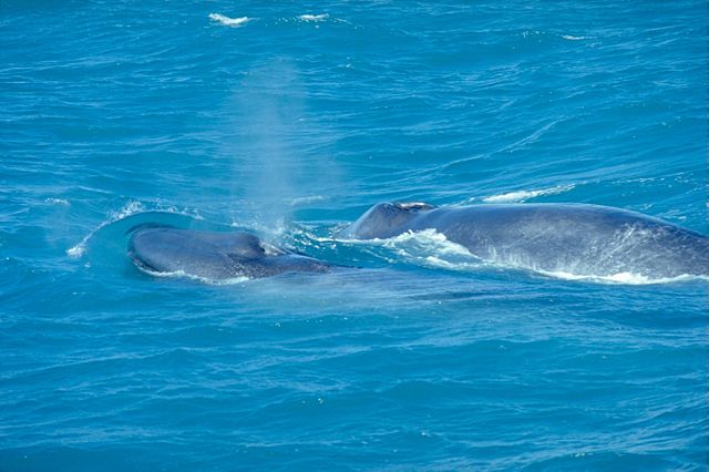 Image:BlueWhaleWithCalf.jpg