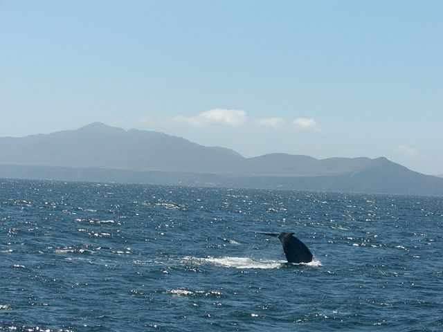 Image:Blue whale tail fluke.JPG