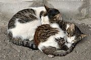 Two cats curled up together.