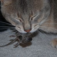 A cat eating a house mouse