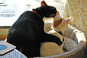 Cats can befriend other cats. Here, one cat grooms the other.