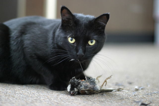 Image:Cat-eating-prey.jpg