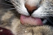 The hooked papillae on a cat tongue act like a hairbrush to help clean and detangle fur.