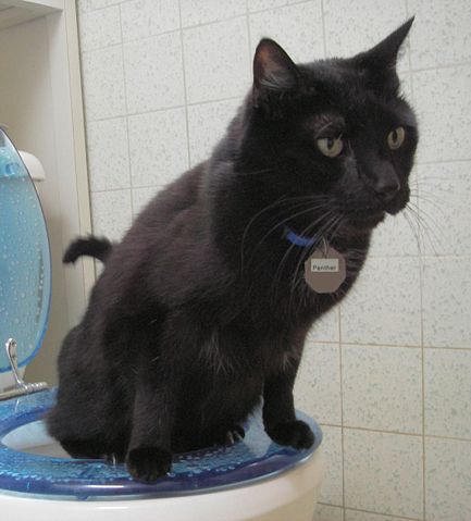 Image:Toilet Trained Cat 22 Aug 2005.jpg