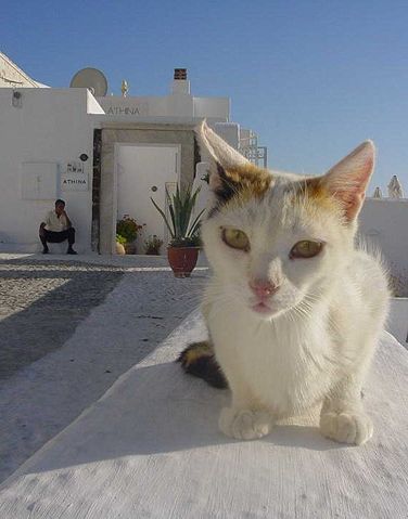 Image:Greece-Cat.jpg