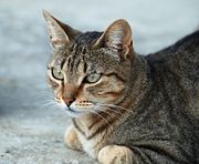 Mackerel tabby cat, showing the characteristic "M" on its forehead.