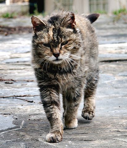 Image:Feral cat Virginia crop.jpg