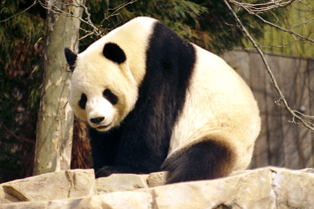 Image:Giant Panda 2004-03-2.jpg