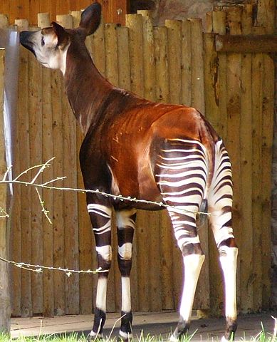Image:Okapi at Chester Zoo.jpg