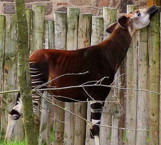 Image:Okapi at Chester Zoo 2.jpg
