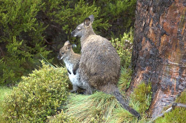 Image:Wallabies-mother-and-son.jpg