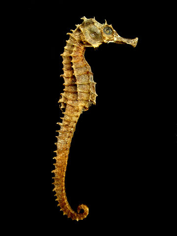 Image:Seahorse Skeleton Macro 8 - edit.jpg