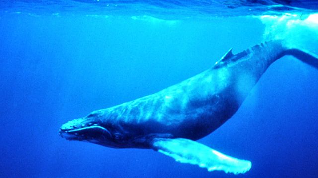 Image:Humpback Whale underwater shot.jpg