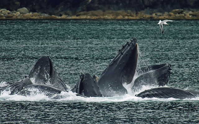 Image:Whales Bubble Net Feeding-edit1.jpg
