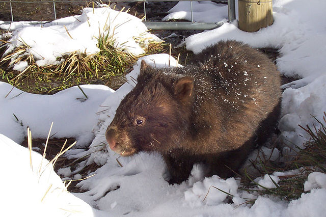 Image:Vombatus ursinus (Wombat in snow).jpg