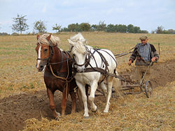 The rise of agriculture led to the foundation of stable human settlements.