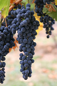 Wine grapes on a vine