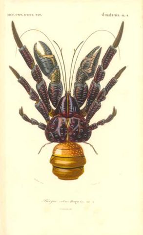 Image:CoconutCrabDictionnaireDHistoireNaturelle1849.jpg