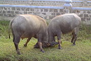 Buffalo in Vietnam