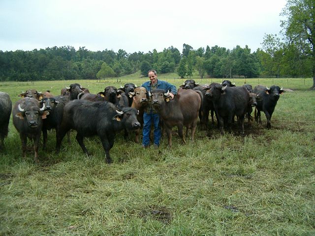 Image:Me with 02 heifers.jpg