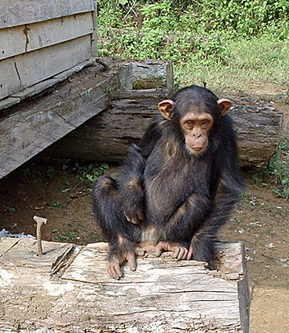 Image:South Djoum Chimp.jpg