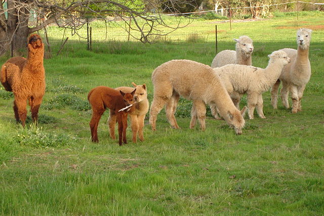 Image:A group of Alpacas on a property including cria.jpg