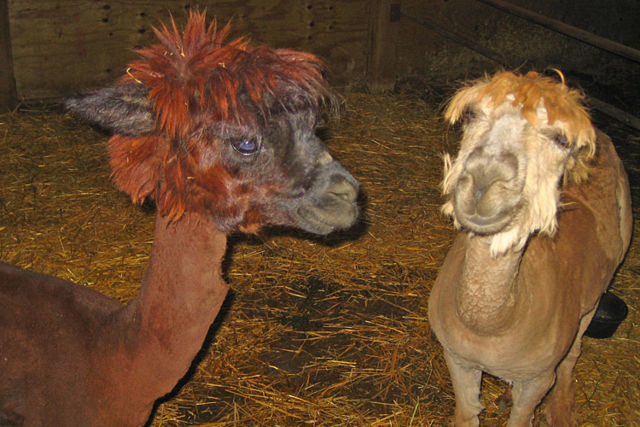 Image:Alpacas (506819564).jpg