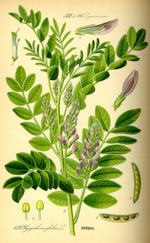 Image:Illustration Glycyrrhiza glabra0.jpg