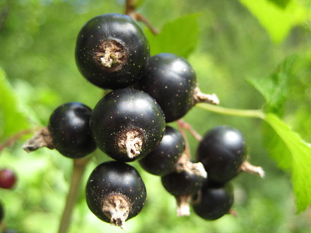 Image:Schwarze Johannisbeeren Makro.jpg