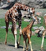 A male(bull) with a baby(calf) giraffe at the San Francisco Zoo