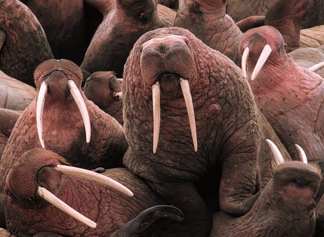 Image:Walrus2.jpg