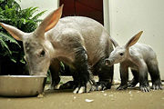 Aardvark mother and young