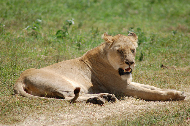 Image:Lion in Ngorongoro Crater, Tanzania.jpg