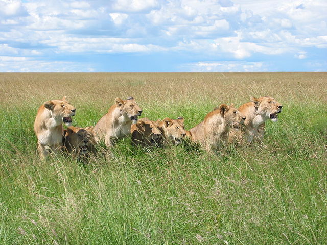Image:7 lions.jpg
