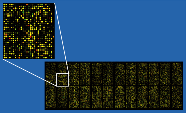 Image:Microarray2.gif
