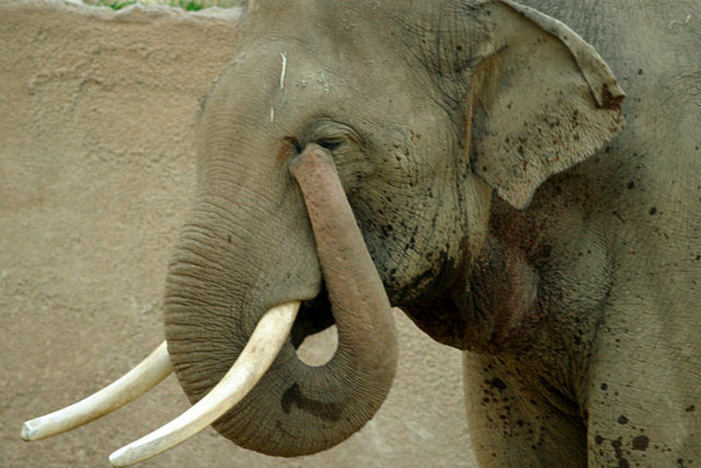 Image:Lightmatter elephanttrunk.jpg