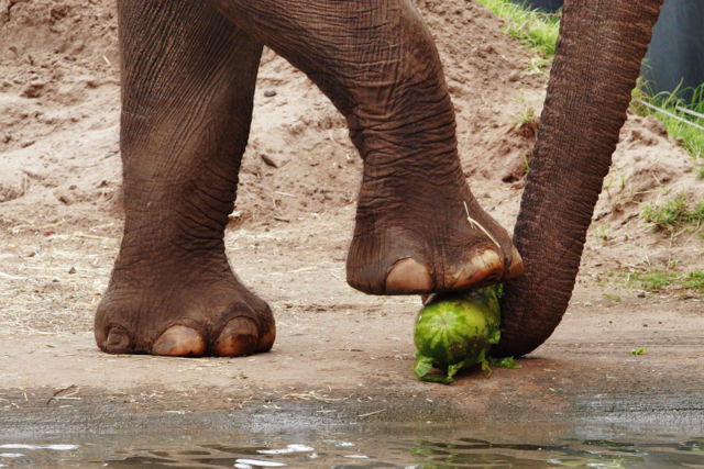 Image:Asian elephant eating02 - melbourne zoo.jpg