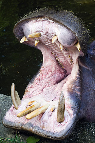 Image:HippoJaw.jpg