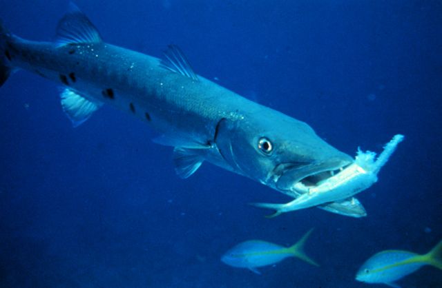 Image:Barracuda with prey.jpg