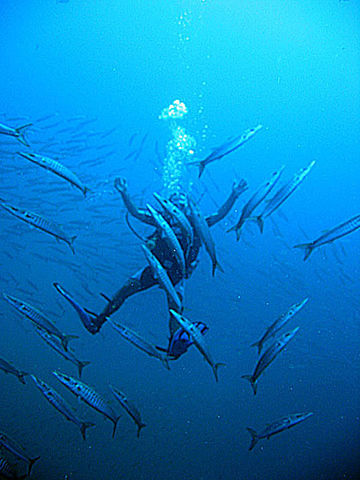 Image:Diver in school of barracudas.jpg