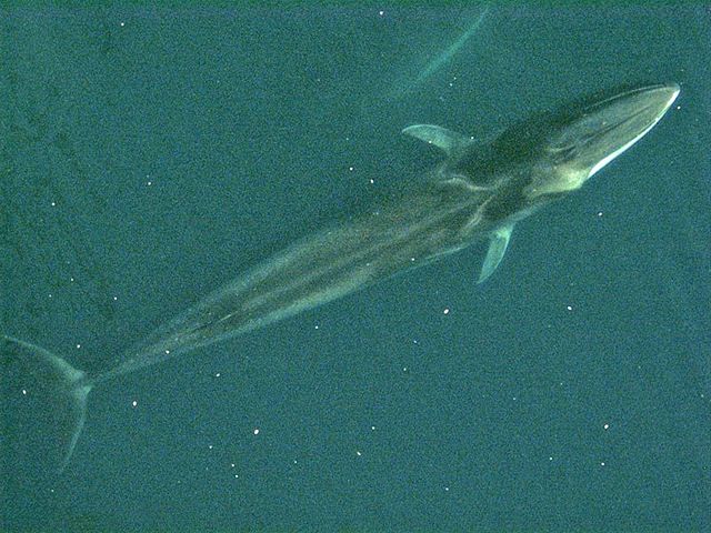 Image:Fin whale from air.jpg