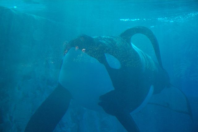 Image:Orca collapsed dorsal fin.jpg