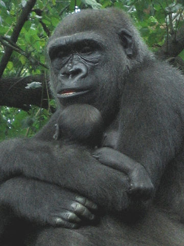 Image:Gorilla with young.jpg