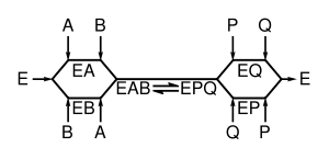 Random-order ternary-complex mechanism for an enzyme reaction. The reaction path is shown as a line and enzyme intermediates containing substrates A and B or products P and Q are written below the line.