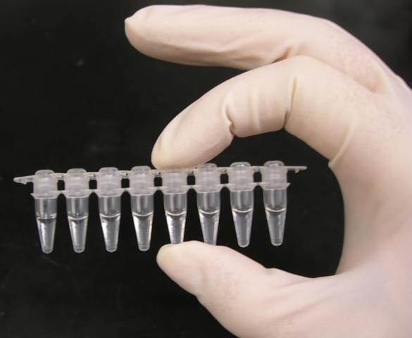 Image:PCR tubes.png