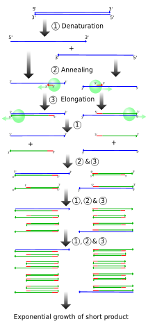 Image:PCR.svg