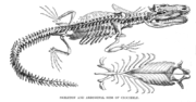 Crocodiles, like dinosaurs, have the abdominal ribs modified into gastralia